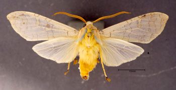Media type: image;   Entomology 622359 Aspect: habitus ventral view